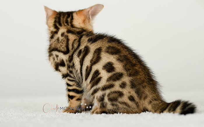 Bengal kitten for sale